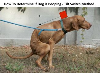 Dog Poop Detection